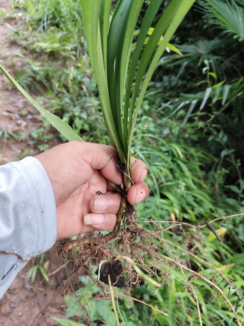 四川广元扁竹叶，大量上市，保质保量，欢迎咨询