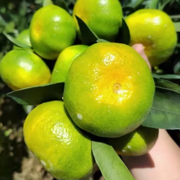 云南特早蜜桔大芬蜜橘皮薄多汁果形扁平，全国代发质量好
