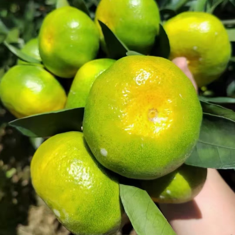云南特早蜜桔大芬蜜橘皮薄多汁果形扁平，全国代发质量好
