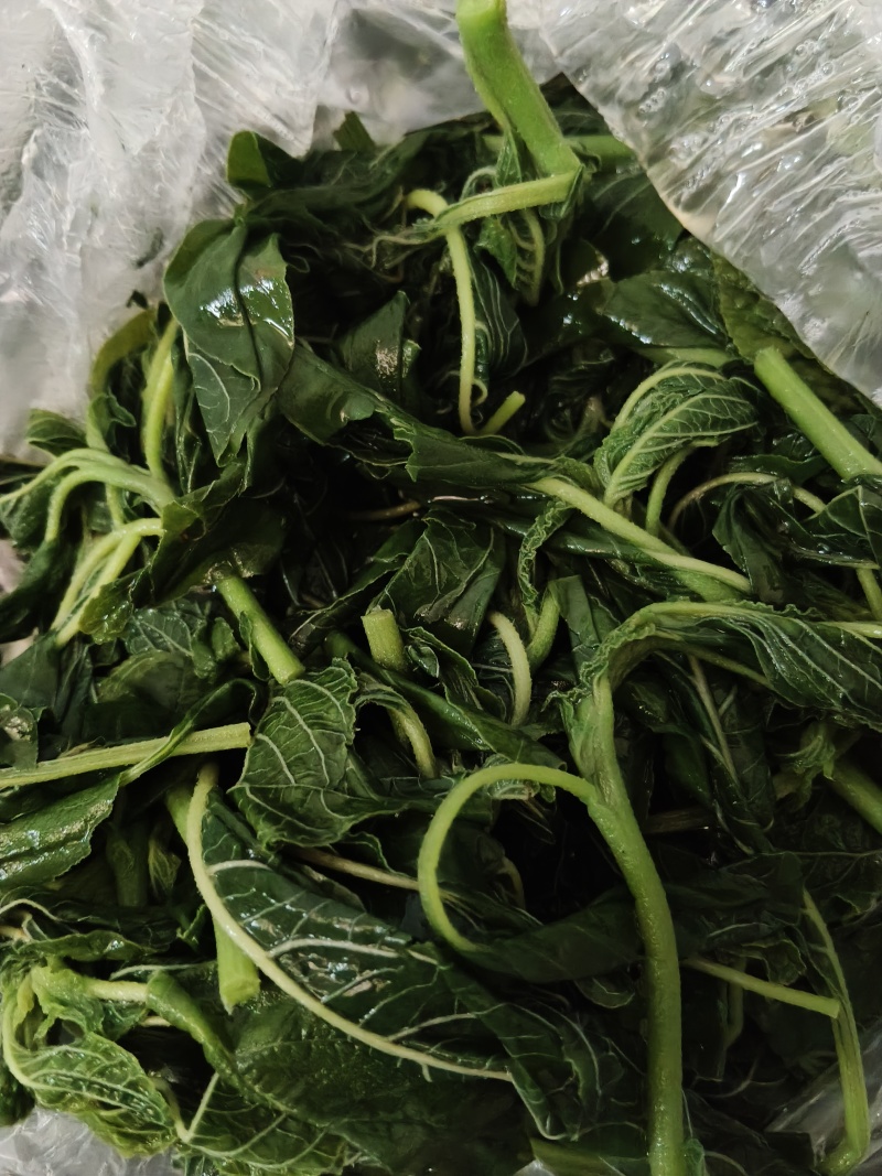 承德野生苋菜