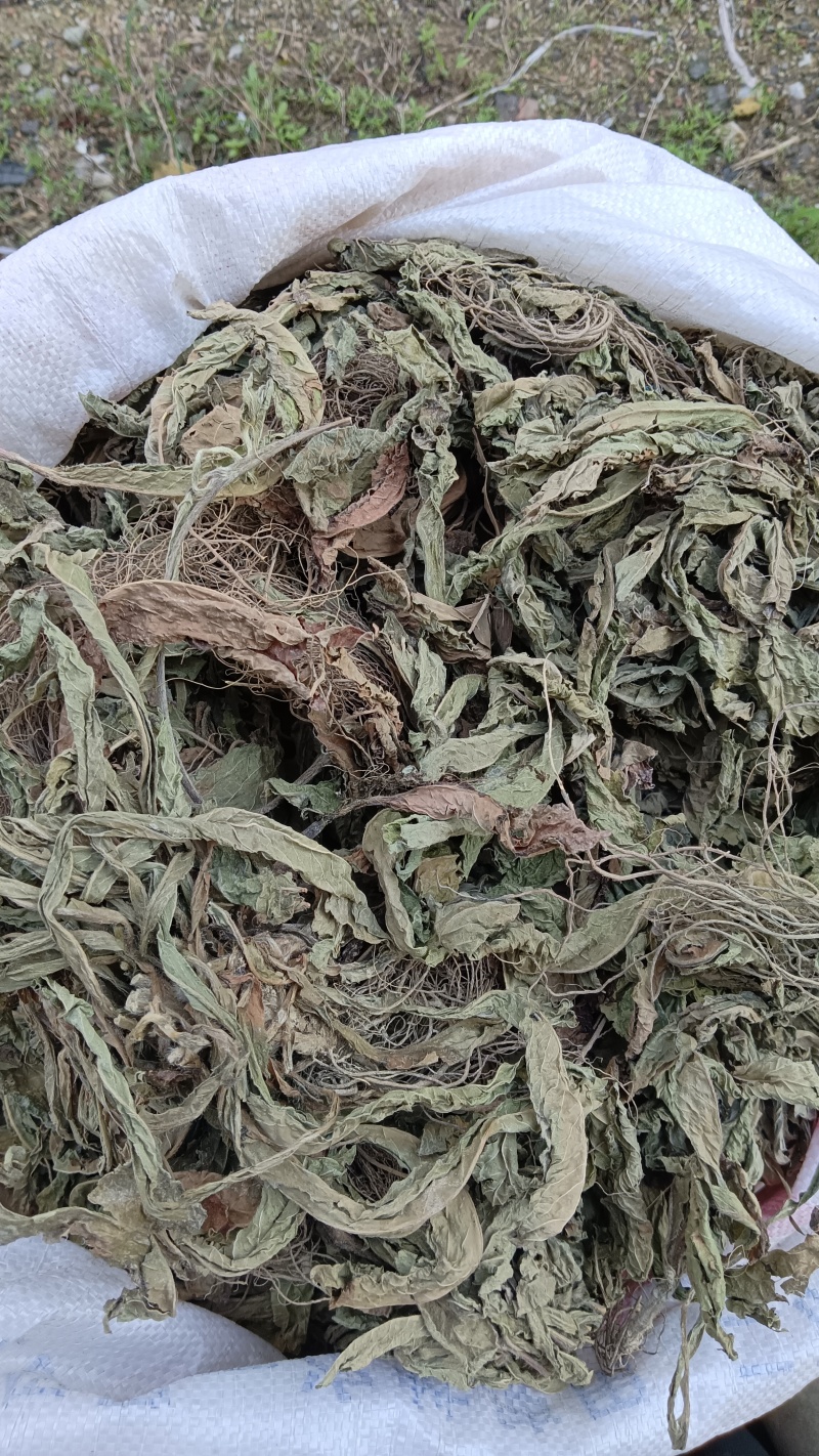 地胆草（广西）干货，可对接药店，电商，药厂，品质
