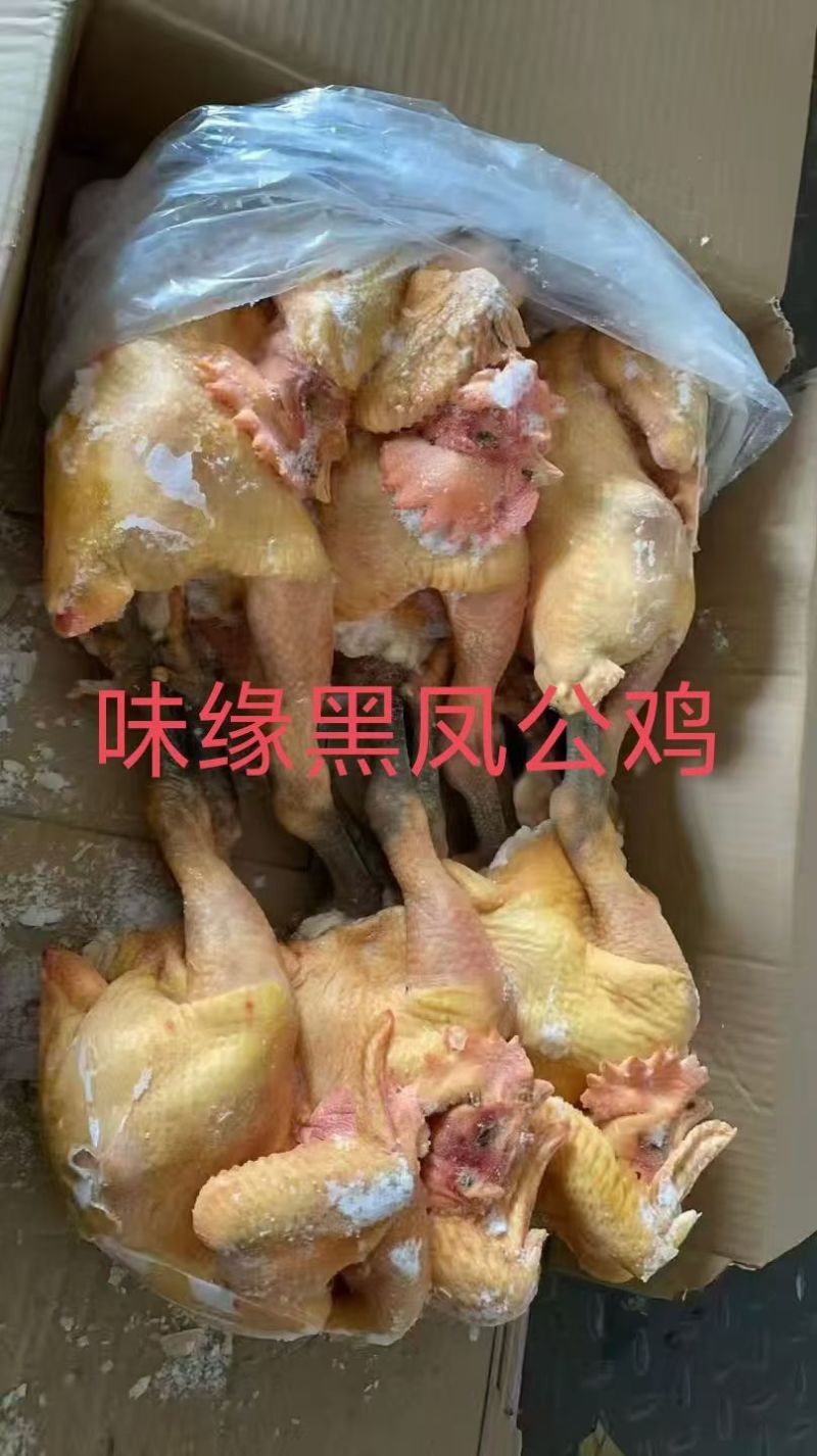 现杀新鲜大冠土公鸡