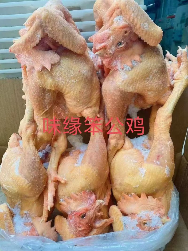 现杀新鲜大冠土公鸡