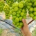 阳光玫瑰原产地一手货源欢迎新老客户洽谈合作