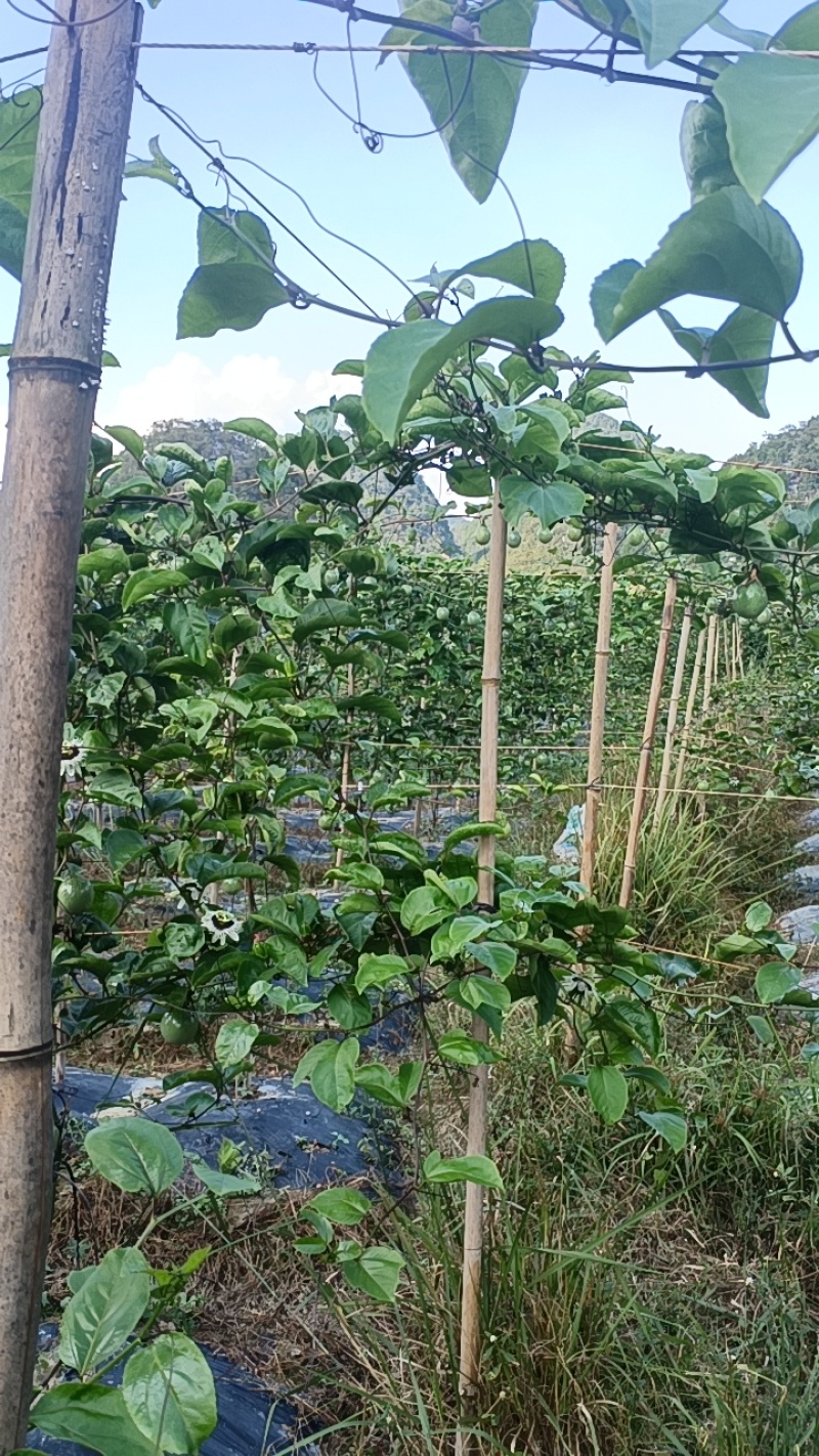 百香果