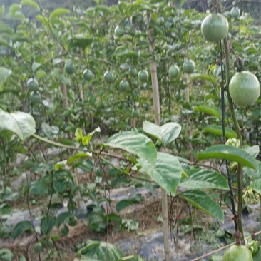 百香果