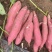河南基地万亩红薯商薯品种齐全品质上等供货全国欢迎咨询