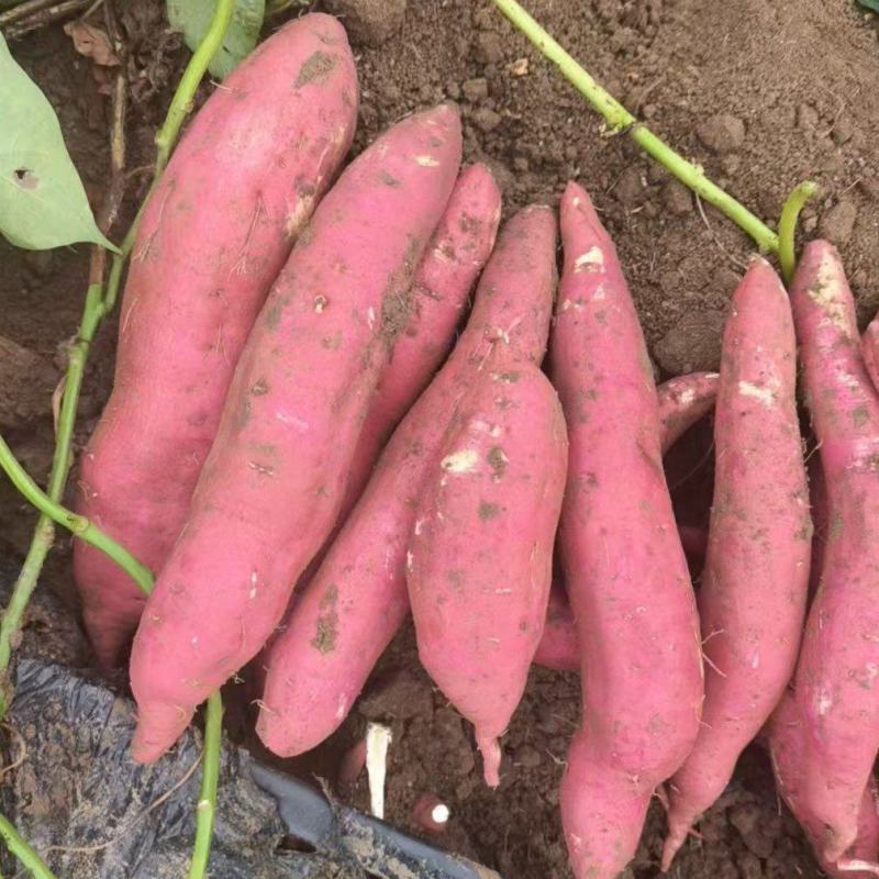河南基地万亩红薯商薯品种齐全品质上等供货全国欢迎咨询
