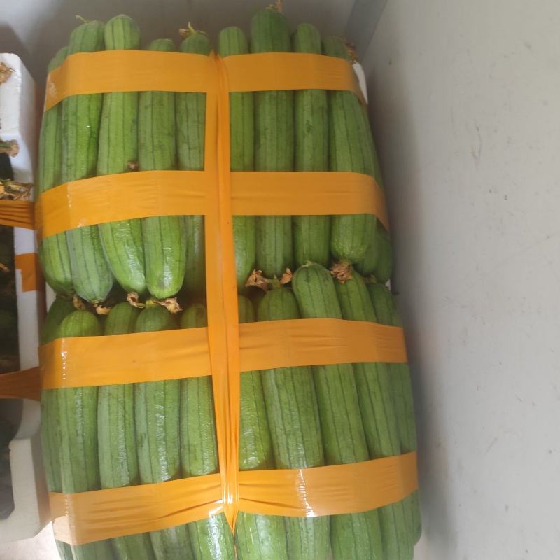 无锡宜兴丝瓜