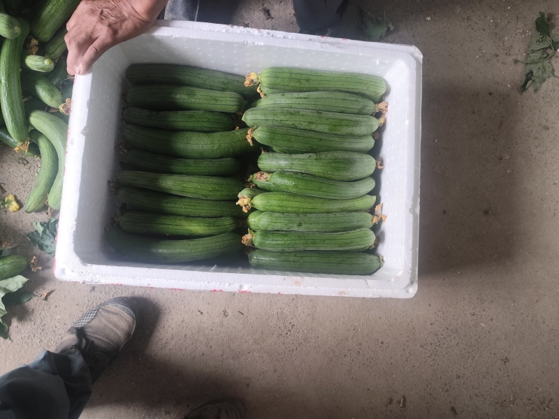 无锡宜兴丝瓜