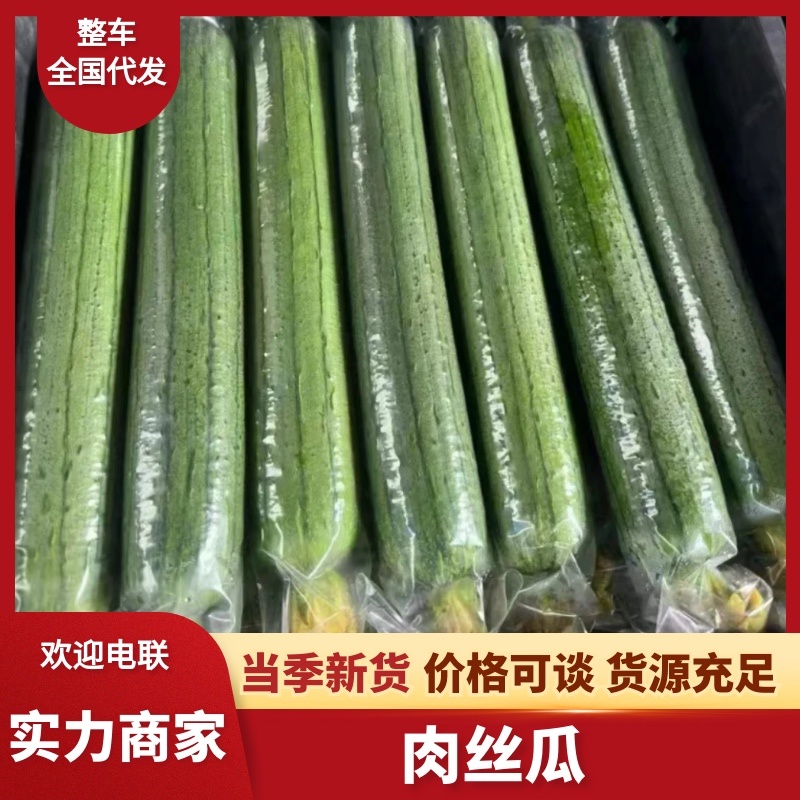 热销广西（万亩基地）长丝瓜质量保证