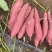河南基地万亩红薯商薯品种齐全品质上等供货全国欢迎咨询