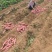 河南基地万亩红薯商薯品种齐全品质上等供货全国欢迎咨询