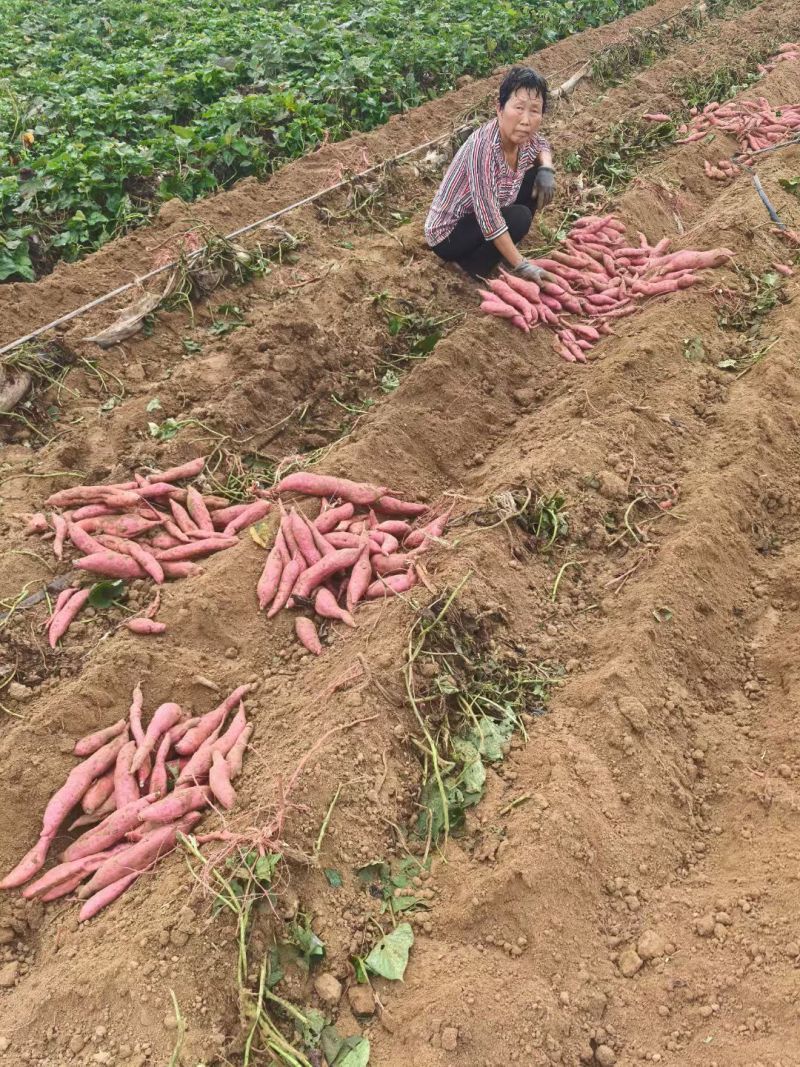 河南基地万亩红薯商薯品种齐全品质上等供货全国欢迎咨询