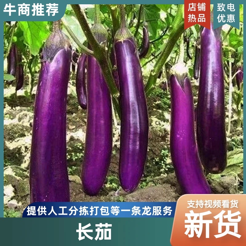 红长茄子新鲜蔬菜当季现摘个大美味欢迎来电订购！