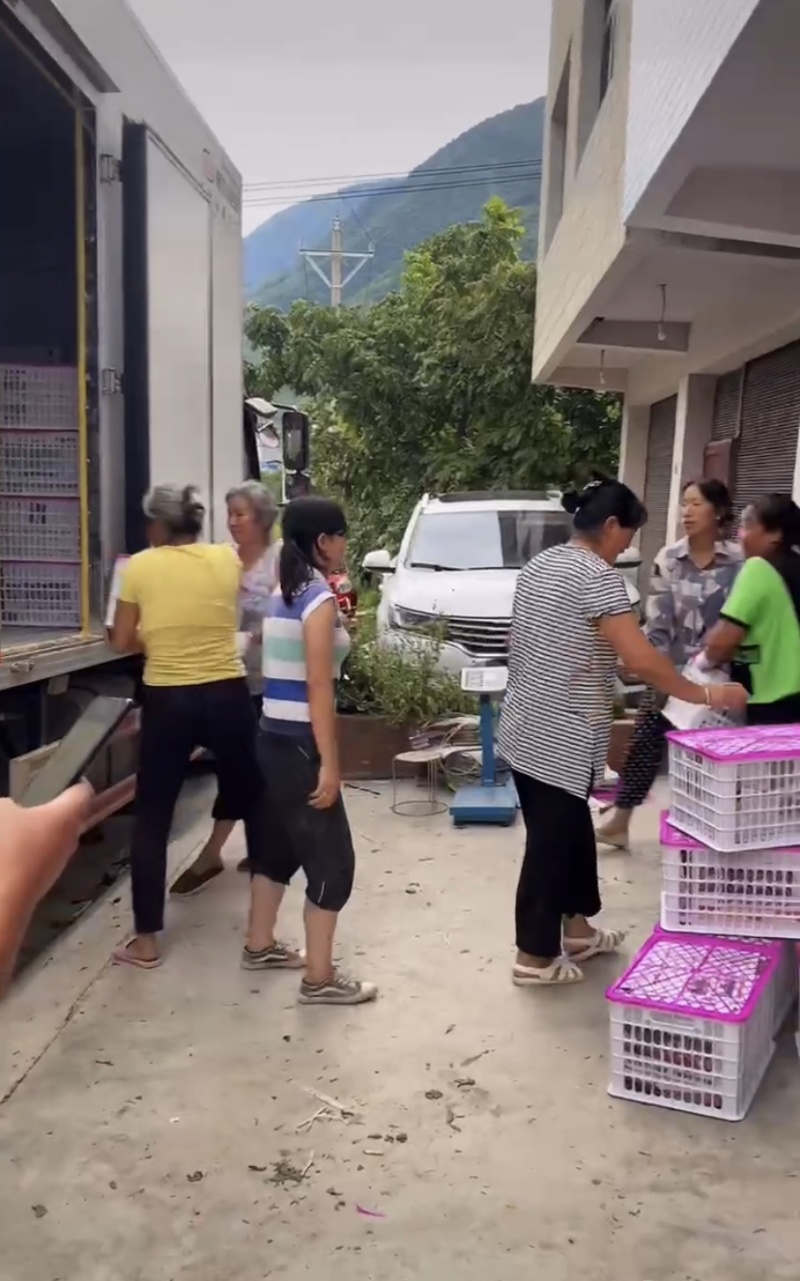 汉源脆红李，黄果肉，大产地，规模种植，持续供货～
