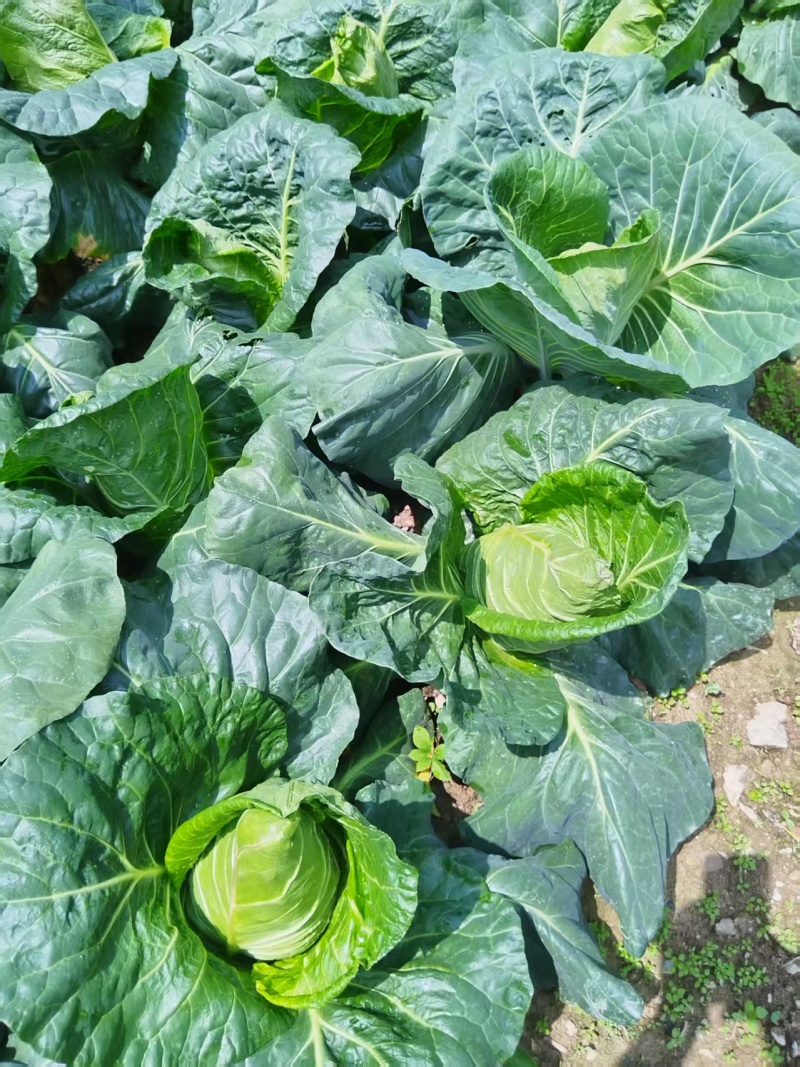 【优质推荐】莲花白大量上市产地直发优质货源欢迎咨询