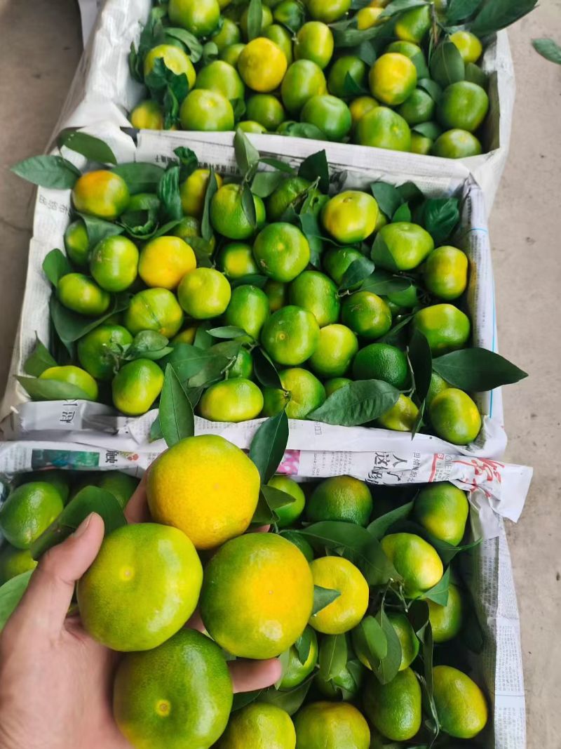 湖北精品特早蜜橘大量上市品质保证量大从优一手货源