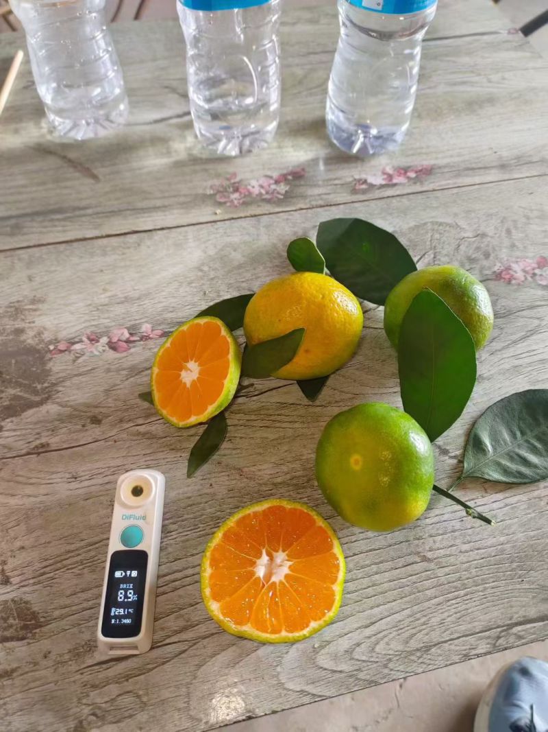 湖北精品特早蜜橘大量上市品质保证量大从优一手货源