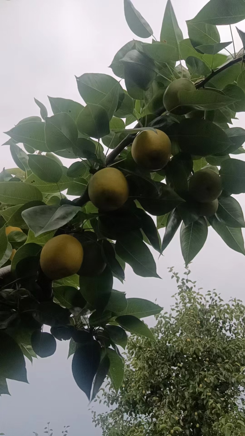 精品元黄，皮薄汁多，含糖十三加，果形端正，货源充足，