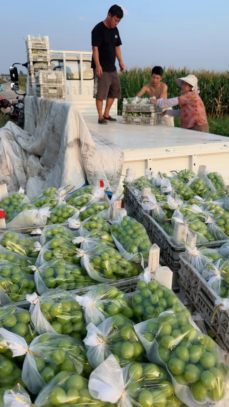 山东产地精品阳光玫瑰葡萄大量现货产地直销一条龙服务电商专