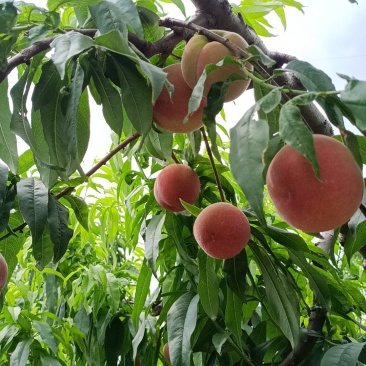 白桃红桃