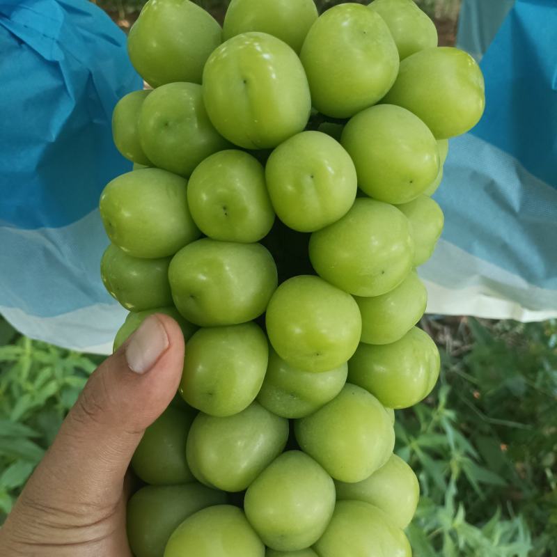 阳光玫瑰