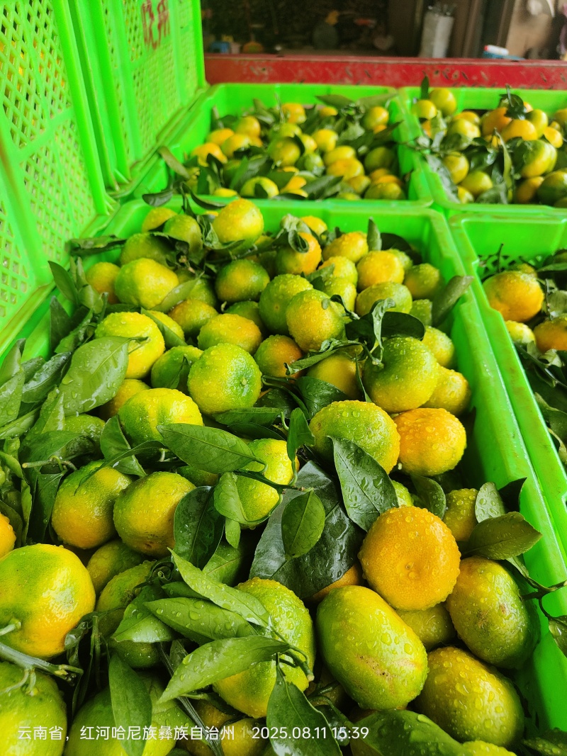 2025年蜜橘即将上市