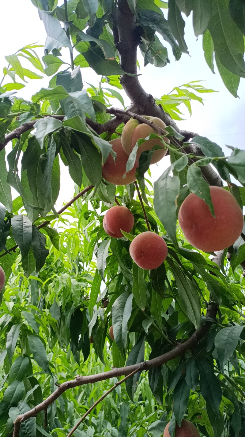 白桃红桃