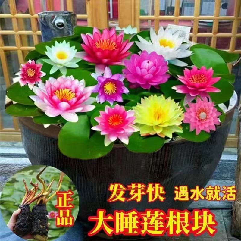 睡莲便宜了