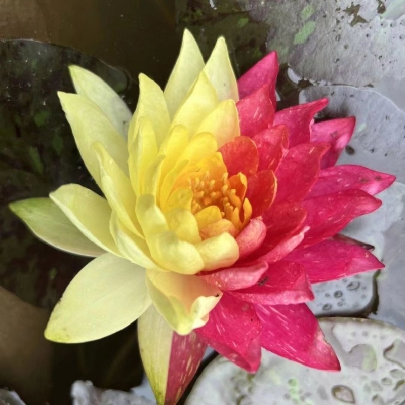 睡莲便宜了