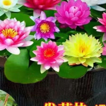 睡莲便宜了
