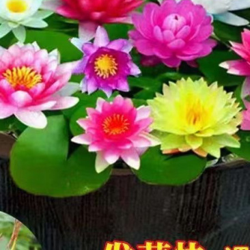 睡莲便宜了