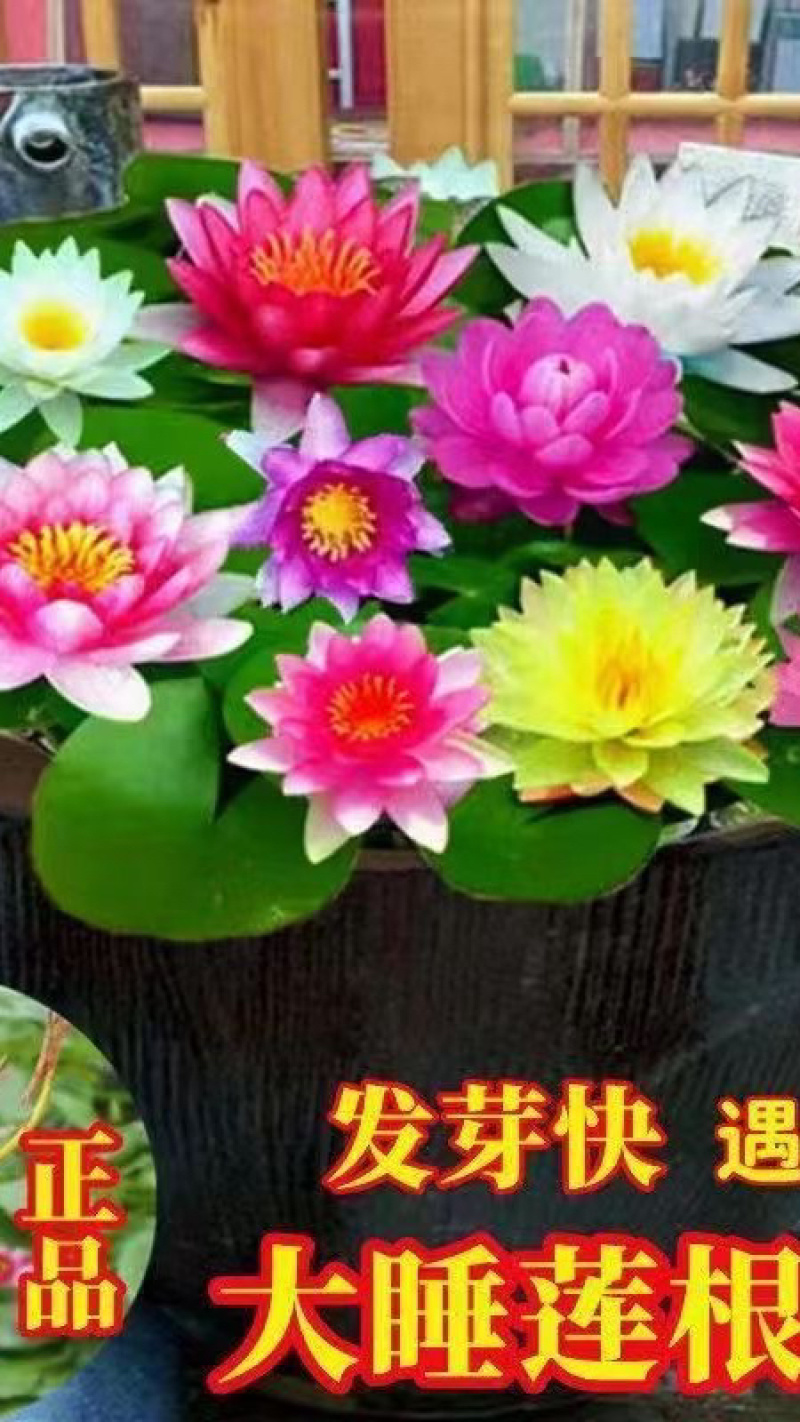 睡莲便宜了