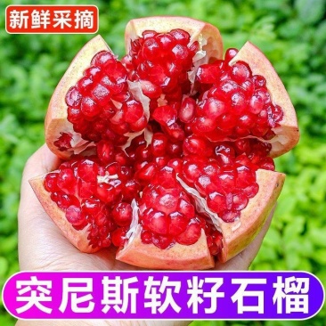 突尼斯软籽石榴大量上市对接市场电商超市工场