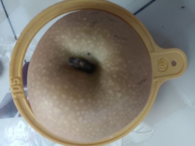 秋月梨，预定中