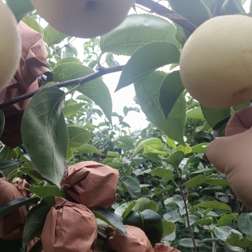 秋月梨，预定中