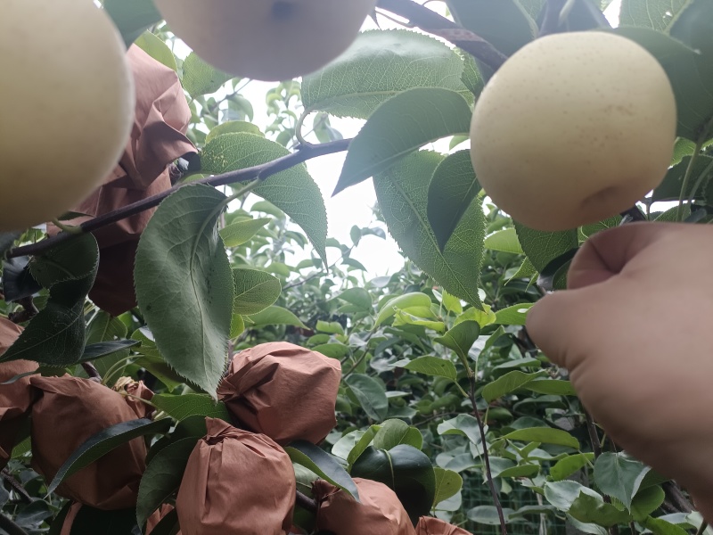 秋月梨，预定中