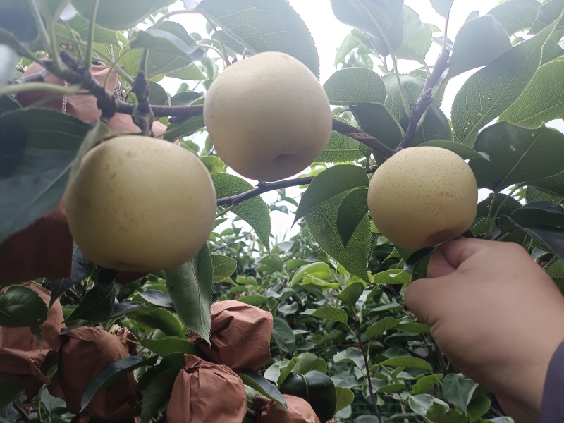 秋月梨，预定中