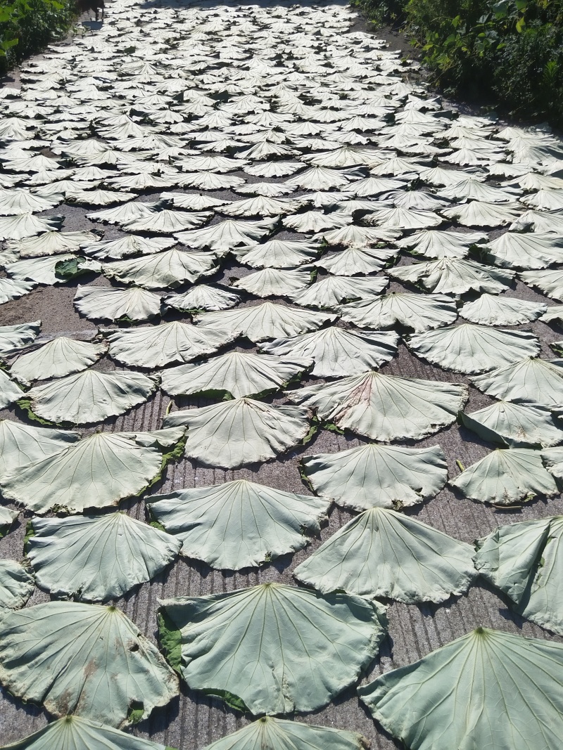 2025年荷叶整张大张批发叫花鸡糯米鸡黄泥商用荷叶鸡荷叶