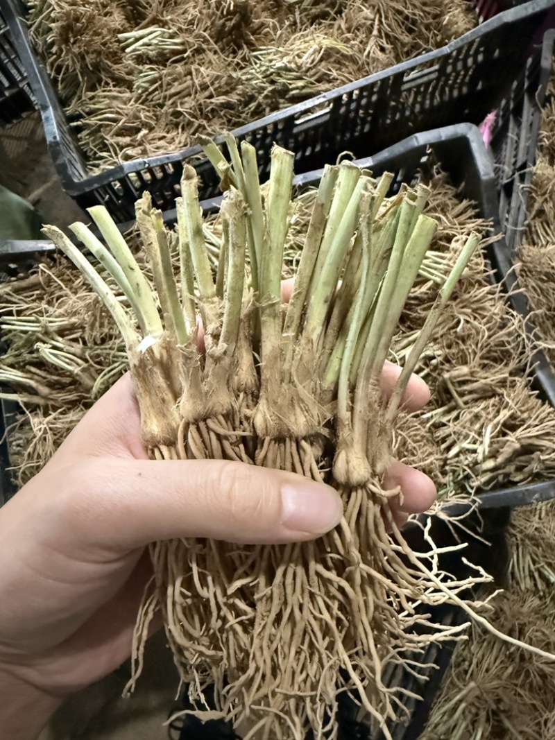 山东精品头茬韭菜根韭菜苗新根新鲜大量上市现货
