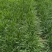 山东精品头茬韭菜根韭菜苗新根新鲜大量上市现货
