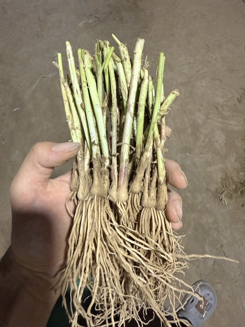 山东精品头茬韭菜根韭菜苗新根新鲜大量上市现货