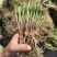 山东精品头茬韭菜根韭菜苗新根新鲜大量上市现货