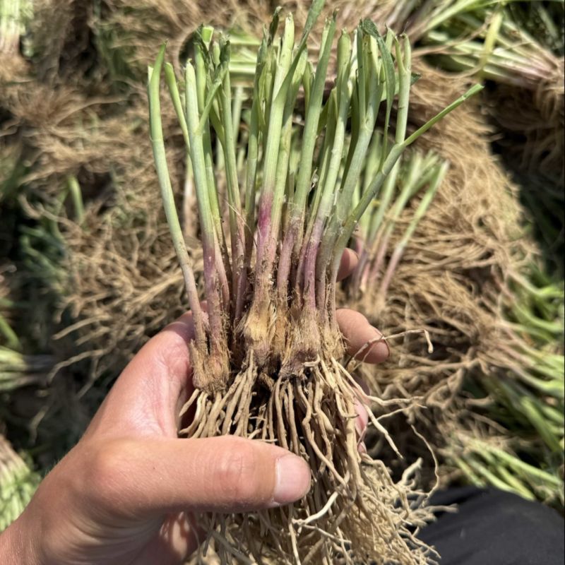 山东精品头茬韭菜根韭菜苗新根新鲜大量上市现货