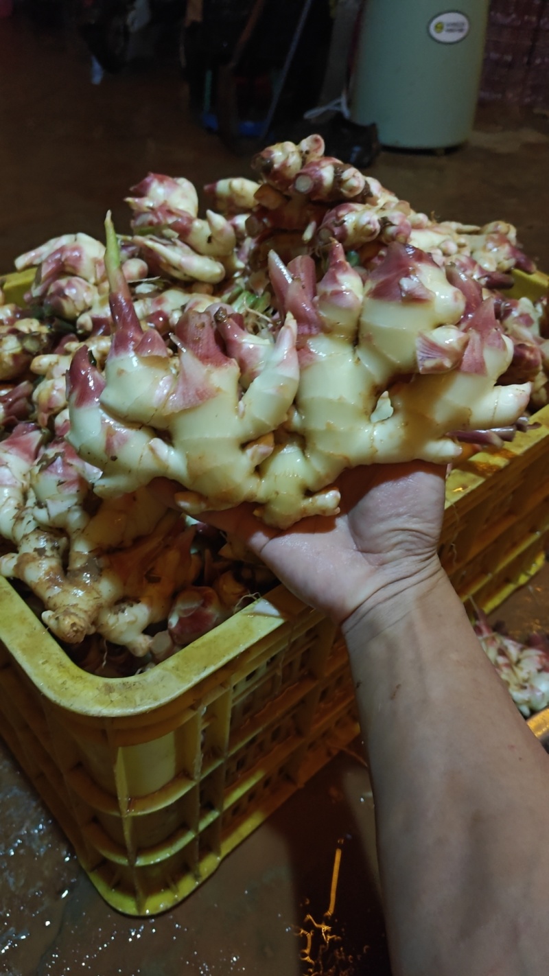 山东精品2号嫩姜红土姜红头芽现挖现发货