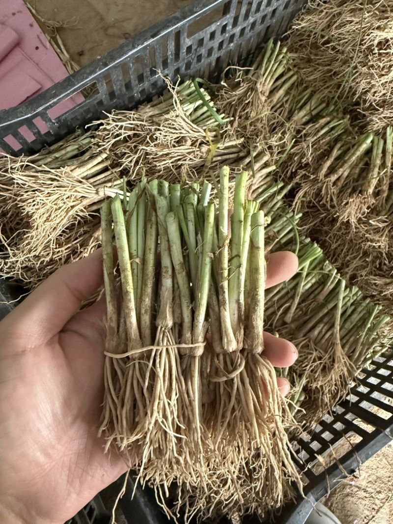 山东精品种苗韭菜苗韭菜根一手货源量大从优欢迎电联