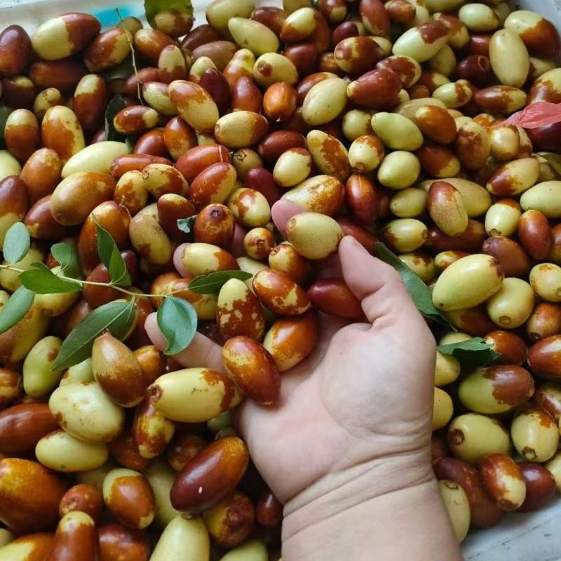 马牙枣，产地直供保质保量量大从优价格优惠欢迎看货