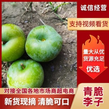 来自高山的青脆李子。口感鲜美。品质保证。量大从优