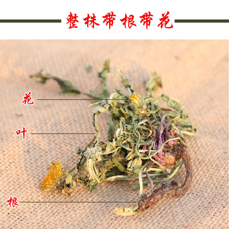 蒲公英茶带根带花纯干的新货蒲公英蒲公英